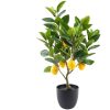 MACETA ARBOL LIMONERO