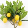 MACETA ARBOL LIMONERO